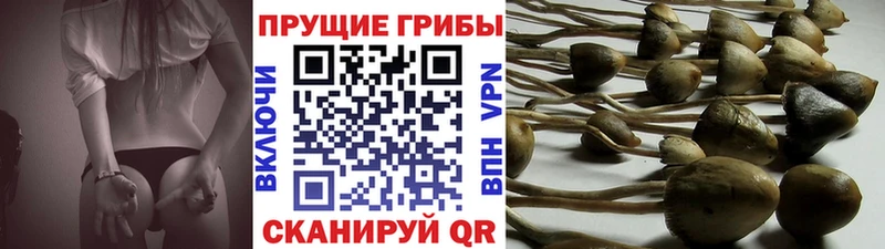 Купить закладки  Мирный  Галлюциногенные грибы GOLDEN TEACHER 